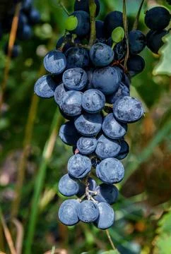 Black grapes Stock Photos