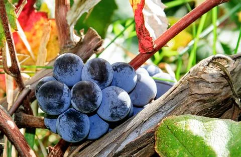 Black grapes Stock Photos
