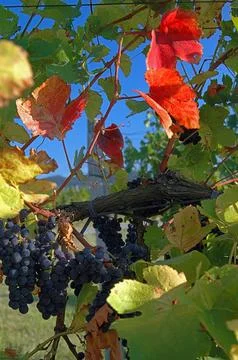Black grapes Stock Photos