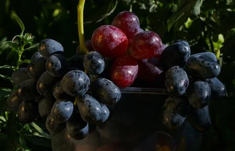 Black grapes in a plastic container Stock Photos