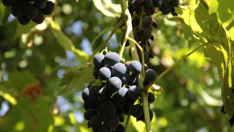 Black grapes shines in sunrays at shadow of leaves Stock Footage 161633199