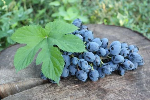 Black grapes on a stump Stock Photos