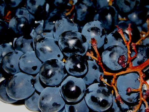 Black grapes on a table Стоковые фото