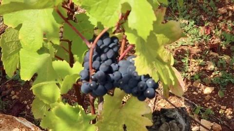 The black grapes under the wind and the sun Stock Footage 74467110