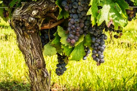 Black grapes on the vine. Stock Photos
