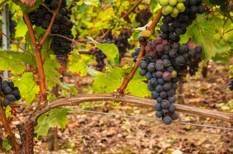 Black Grapes on the vine Stock Photos