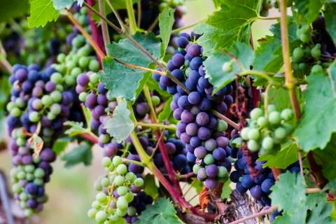Black grapes on the vine Stock Photos