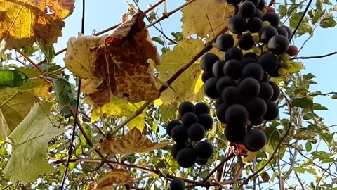 Black grapes on the vine under the autumn sky Stock Footage 143897646