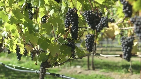 Black grapes in a vineyard 動画素材 77082736