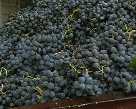 Black grapes1 Video stock 25055325
