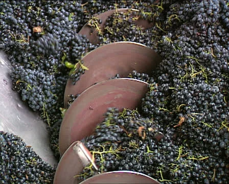 Black grapes2 動画素材 25055274