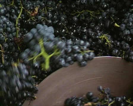 Black grapes3 Video stock 25055187