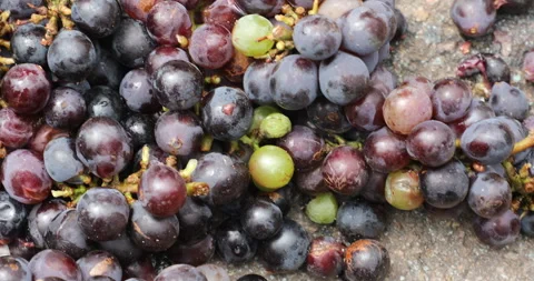 Black Graps On road Stock Footage 288146546