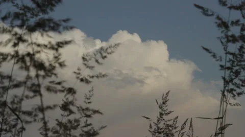 Black grass sways in the by wind clouds sky background 60 seconds Stock Footage 46950197