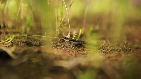 Black Grasshopper 2, Schwaner Muller Mountains, Borneo Stock Footage 142864199