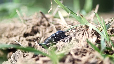Black grasshopper eating a blade of grass Stock Footage 98681832