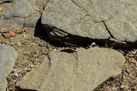 Black grasshopper 写真素材