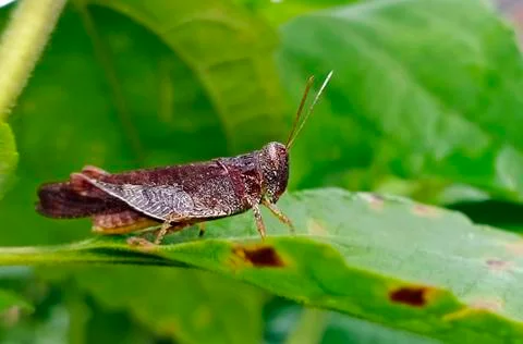 BLACK GRASSHOPPER Stock Photos