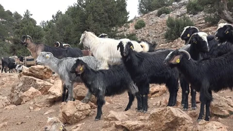 Black gray and white goats stand together on a farm in bushland beside forested Stock Footage 339562060