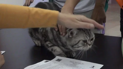 A black-gray cat 스톡 동영상 30592553