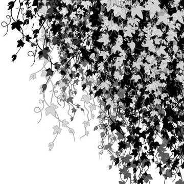 Black Gray Hanging Ivy Corner Border On White Background Illustrazione stock