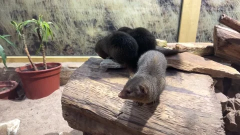Black gray mink animals sit on the trunk of a tree in the zoo. Stock Footage 221923663