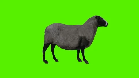 Black gray sheep eating from side and back angle and three sides and face to 스톡 동영상 246731388