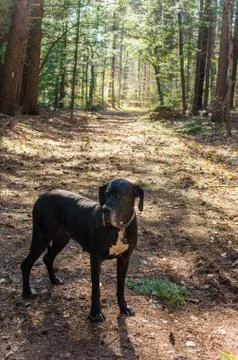 Black great dane in forest Stock Photos
