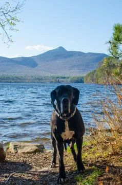 Black great dane in forest Stock Photos