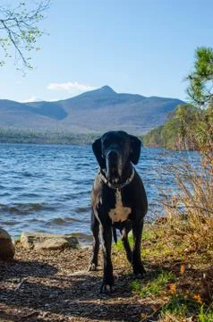 Black great dane in forest Stock Photos