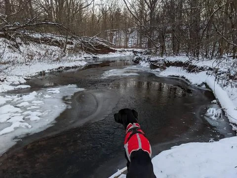 Black Great Dane Lab Mutt in Red Winter Jacket Looking at Frozen River 写真素材