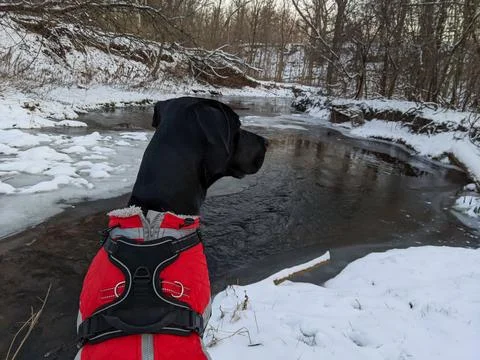 Black Great Dane Lab Mutt in Red Winter Jacket Looking at Frozen River 스톡 사진