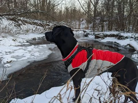 Black Great Dane Lab Mutt in Red Winter Jacket Looking at Frozen River Photos