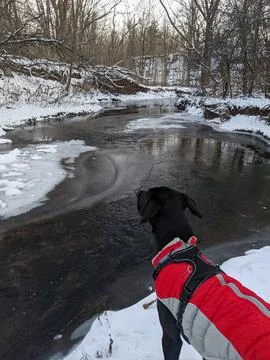 Black Great Dane Lab Mutt in Red Winter Jacket Looking at Frozen River 스톡 사진