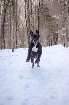 Black great dane in snow Stock Photos
