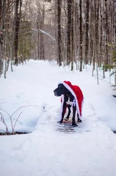 Black great dane in snow Stock Photos