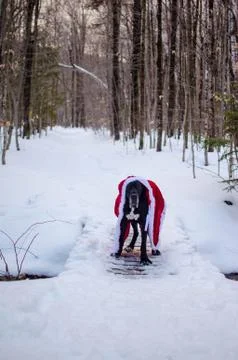 Black great dane in snow Stock Photos