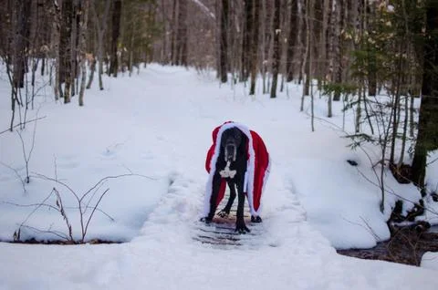 Black great dane in snow Stock Photos