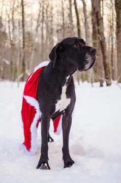 Black great dane in snow Stock Photos