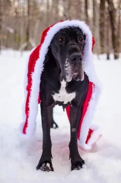 Black great dane in snow Stock Photos