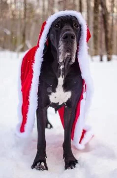 Black great dane in snow Fotos de archivo