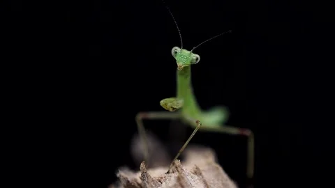 Black green mantis Stock Footage 138473450