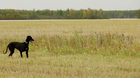 The black Greyhound is looking for the hare Stock Footage 99526090