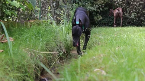 Black greyhound is walking towards the camera in a brook in a garden Stock Footage 65781582