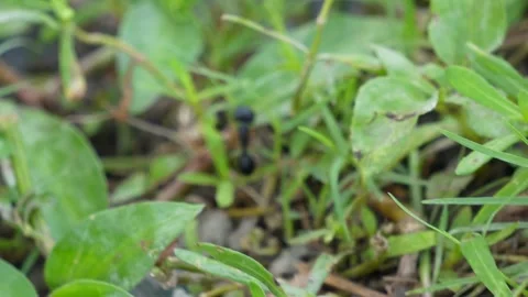 Black ground ant crawling Stock Footage 320015649