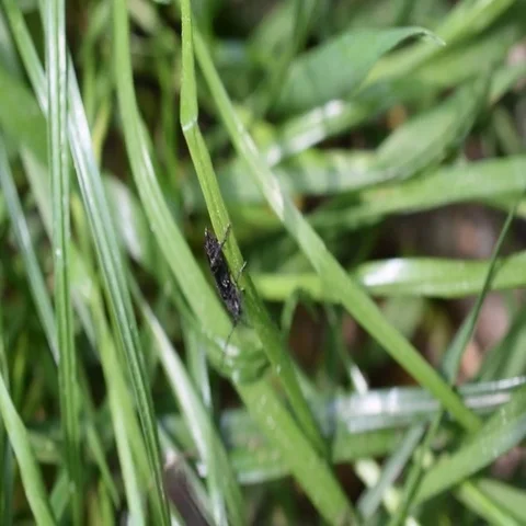 Black ground beetle crawls on grass Stock Footage 69439896