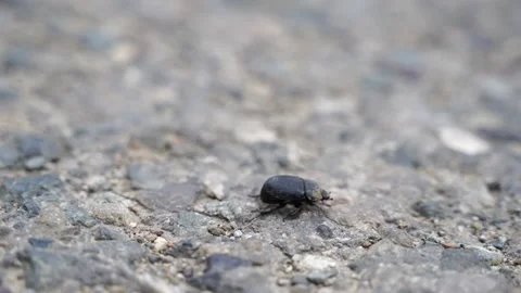 A black ground beetle crawls quickly on the ground Stock Footage 136303547