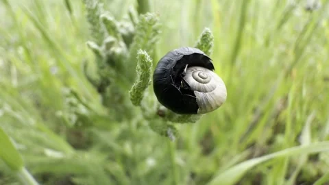 Black Ground Beetle Preying on Land Snail Macro Insect Predation Meadow Stock Footage 336976438