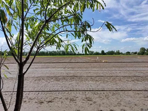 Black Ground Cornfield Stock Photos