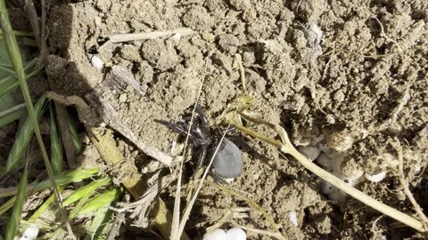 Black Ground Spider Crawling Over Dry Soil — Extreme Close-Up Macro Stock Footage 337411763